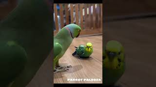 Parrot Palooza Parrot fight 🤐😮‍💨 birds funnylovebird parrot mylovebird [upl. by Bushore396]