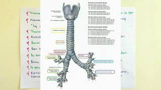 Solunum Yolu Trachea Anatomisi [upl. by Acinnor893]