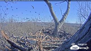 2019  Hanover Bald Eagle Nest  The Birds [upl. by Wauters902]