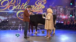 Showmatch 2012  Mecha le regaló una vaca a Marcelo Tinelli [upl. by Pauli]