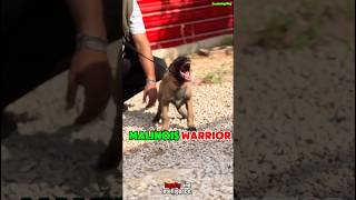 🔥 K9 Warrior Belgian Malinois dog dogtraining k9germanshepherd pets puppy [upl. by Luby]