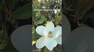 Southern Magnolia Flower [upl. by Suneya]