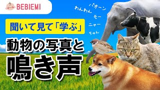 動物の写真と鳴き声が流れる♪【聞いて・見て・学ぶ】 赤ちゃん 泣き止む 笑う 喜ぶ 寝る 犬 猫 ライオン 象 鳥 可愛い カエル 馬 知育 学び baby kids animal dog cat [upl. by Aelahs]