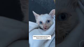 kitten adoptarescue dogowner cat dog rescuedandloved petowner doglife pets pawsrescue [upl. by Ardnekahs]