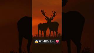 Jungali barasingha 🦌🦌 shorts ytshorts jungle nightview dangerous barasingha wildlife love [upl. by Ester757]