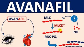 Avanafil spedra  Uses side effects amp precautions [upl. by Ariek610]