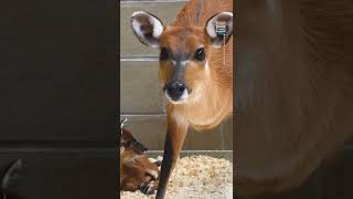 Adorable Antelope Calf Takes First Wobbly Steps 🥺 [upl. by Cyler856]