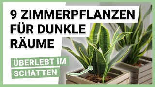 9 Zimmerpflanzen für dunkle Räume [upl. by Atinus977]