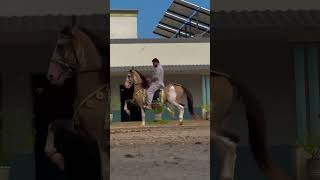 Sindhi nasal horse horsemusic horsesong horseriding horsemare [upl. by Ailimat52]