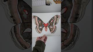 Cecropia Moth CecropiaMoth WatercolorArt Art MothArt Moth Moths Painting Artist InsectArt [upl. by Odiug]