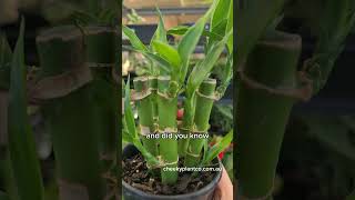 Plant Spotlight  Dracaena Sanderiana  Lucky Bamboo [upl. by Mcquade882]