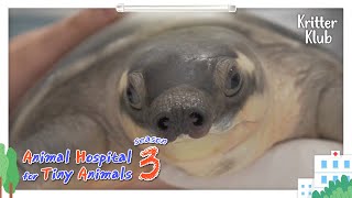 Todays Patient Pignosed Turtle  Animal Hospital For Tiny Animals 3 [upl. by Devin]