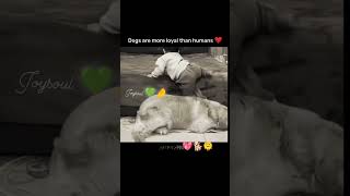 Animals love♥️ trending love [upl. by Elka783]