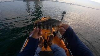 Coronado San Diego Bay Fishing August 2 2024 [upl. by Husch]