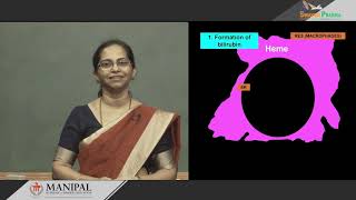 34a Formation and fate of bilirubin [upl. by Eirene]