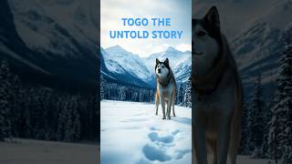 Legendary Sled Dog TOGOs Incredible Journey shorts amazinganimals disney [upl. by Mark840]