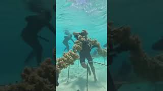 Restoring Reef Ecosystem In 5 Steps [upl. by Enrico]