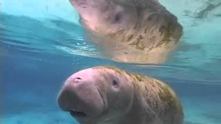 The Truth About Manatees [upl. by Fredel]