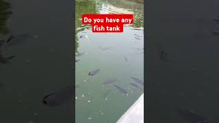 Bio flock fish farming biofloc shortvideo [upl. by Naujaj]