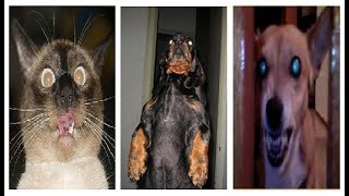 Possessed Cats And Dogs Horror Movie Style Compilation [upl. by Norad]