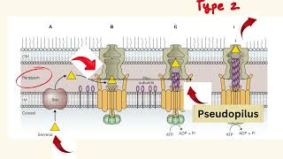 Delivery of Virulence Factors [upl. by Kopans]