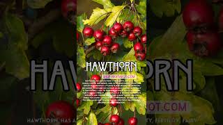 The Most Powerful Plants According to Witchcraft Hawthorn [upl. by Afesoj]