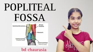 POPLITEAL FOSSA anatomy anatomy physiotherapy bdc poplitealfossa [upl. by Anoi154]