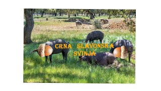 SLAVONSKI BISERI epizoda 9 Crna slavonska svinja [upl. by Ryon]