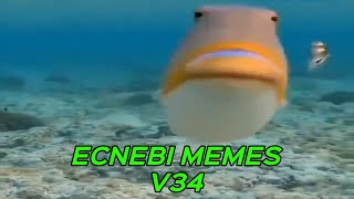 ECNEBI MEMES V34 [upl. by Yrrep]