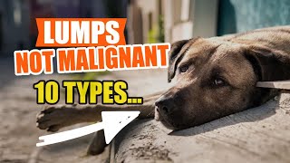 👩‍⚕️10 Types of LUMPS and Bumps in DOGS 🐶Not Malignant [upl. by Quenby]