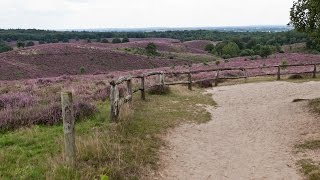 Wandelen op Nationaal Park Veluwezoom  Posbank  Natuurmonumenten  hei  heath  Walk National [upl. by Aerdnas254]