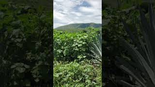 Fitosanidad agaves en septiembre Malezas shortvideo [upl. by Youngran]