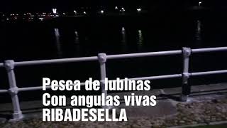 Pesca lubinas con angula viva Ribadesella [upl. by Doherty368]