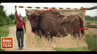 Wo weidet der Wisent  Reportage für Kinder  Anna und die wilden Tiere [upl. by Standish]