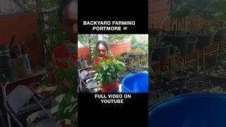 Harvesting AmaranthCallaloo Cook Callaloo Rice [upl. by Rashida]