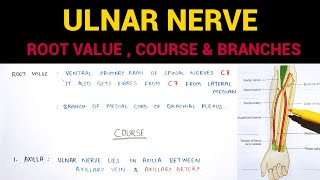 Ulnar Nerve Anatomy  Complete  Upper Limb Anatomy [upl. by Oinotla]