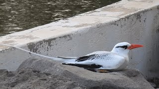 Redbilled Tropicbird Caleta de Fuste 4th February 2024 [upl. by Enelegna]