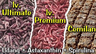 Cara Bikin Udang Astaxanthin amp Cemilan Untuk Pakan Channa Maru [upl. by Oak676]