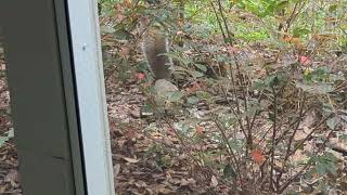 Squirrel Scampers with Nut by Our Screened Porch Oviedo Florida [upl. by Onoitna523]