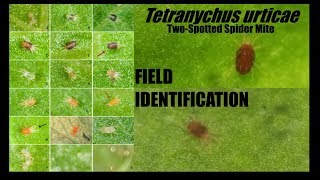 Identification of Tetranychus urticae Two Spotted Spider Mite [upl. by Hajidak]