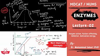 MDCAT  NUMS  Enzymes  Lecture02 [upl. by Neelrihs]