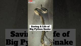 Big Python Snake Rescue 🐍  270 [upl. by Mulry]