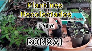 COMO EMPEZAR UN BONSAI  plantines recolectados [upl. by Philcox]