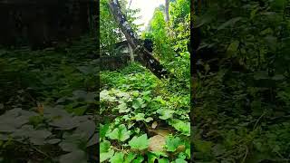 Kerala place natural movement ❤️ kerala youtube [upl. by Waynant]