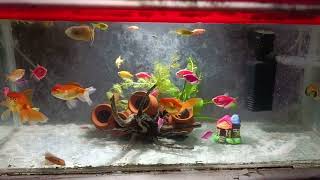 Aquarium  Fish tank  aquarium set up [upl. by Damha]