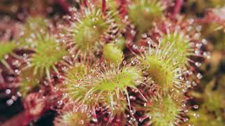 Sundews A Sticky Situation  feat Drosera Rotundifolia [upl. by Ahtrim]