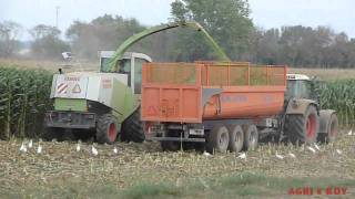 Claas Jaguar 840Fendt 820 et Galucho K 24  Ensilage de maïs au Portugal [upl. by Hussar]