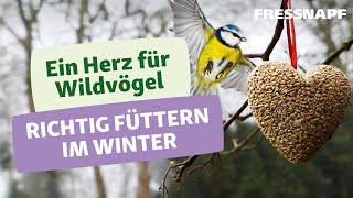 Vögel im Winter füttern So gehts richtig [upl. by Evadne]