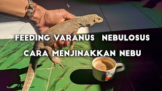 Feeding varanus nebulosus  Cara memberi makan nebulosus biar cepat besar [upl. by Ailen]