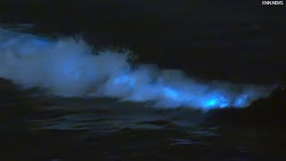 Bioluminescent Waves at Venice Beach [upl. by Asilehs]